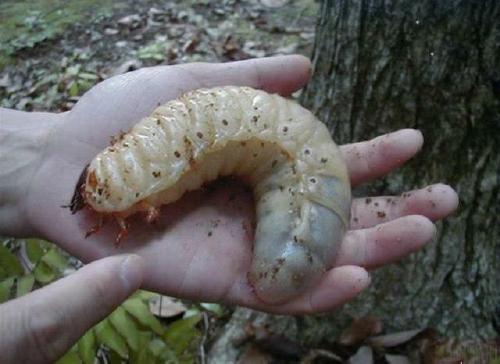 Monster Grub